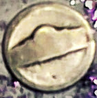 No-Date-Nickel-Misstruck?